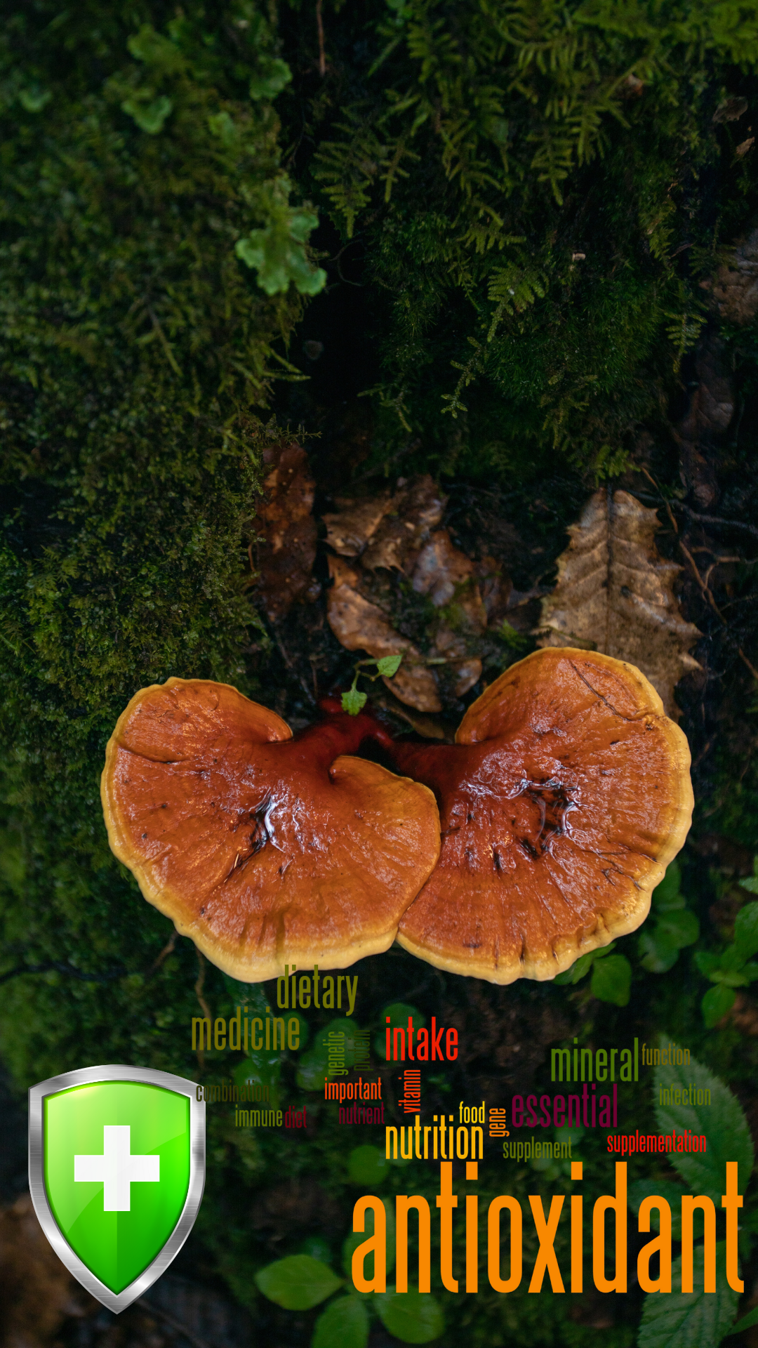 Ganoderma Lucidum: El Poder de sus Antioxidantes y Propiedades Anticancerígenas