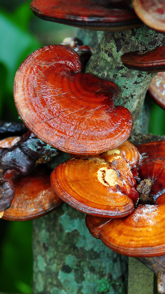 El Poder Transformador del Ganoderma Lucidum: El Secreto Natural para Potenciar tu Bienestar